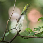 Spindelväv i skogen.